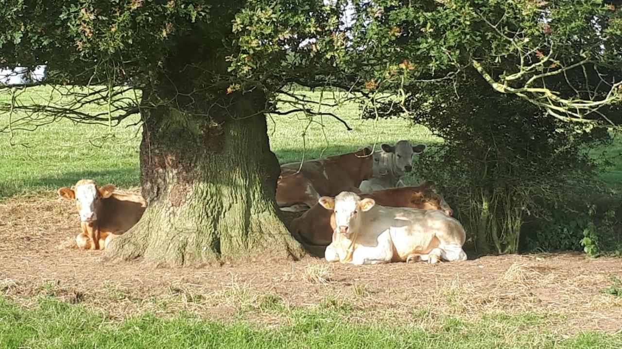 Cockley Hill Farm Bed & Breakfast 브래클리 외부 사진