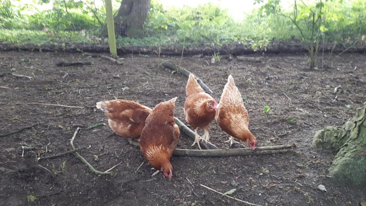 Cockley Hill Farm Bed & Breakfast 브래클리 외부 사진